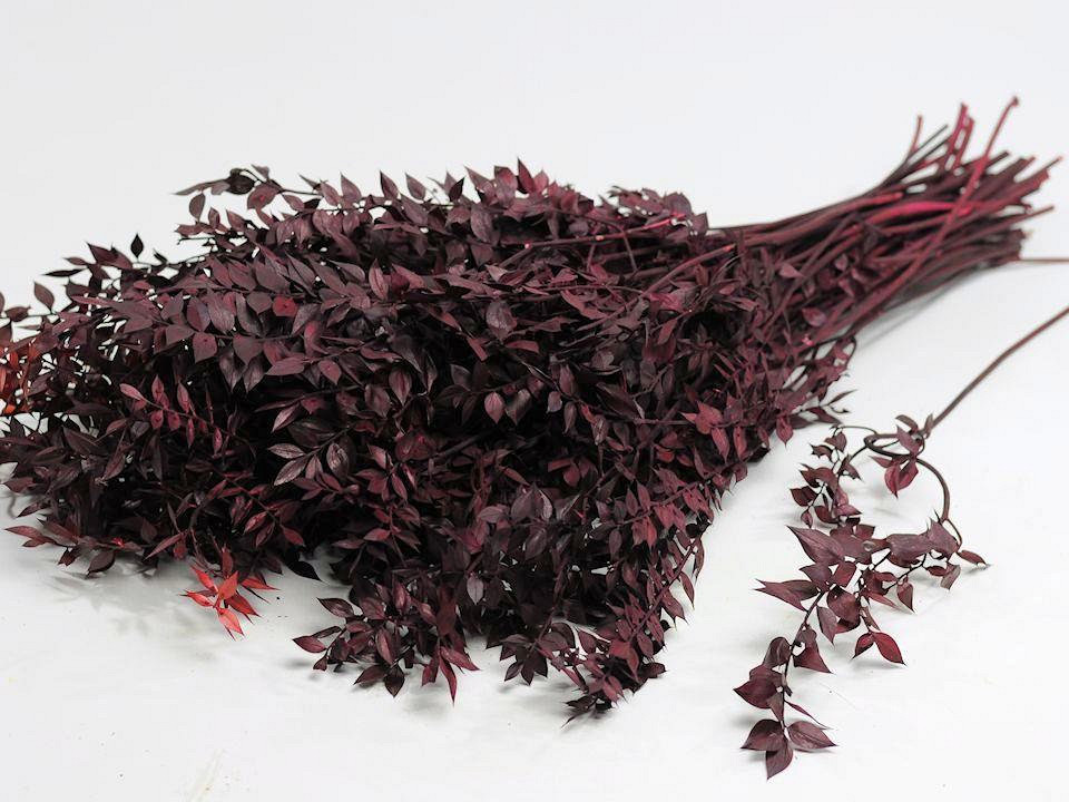 Ruscus Rot 90cm Kg