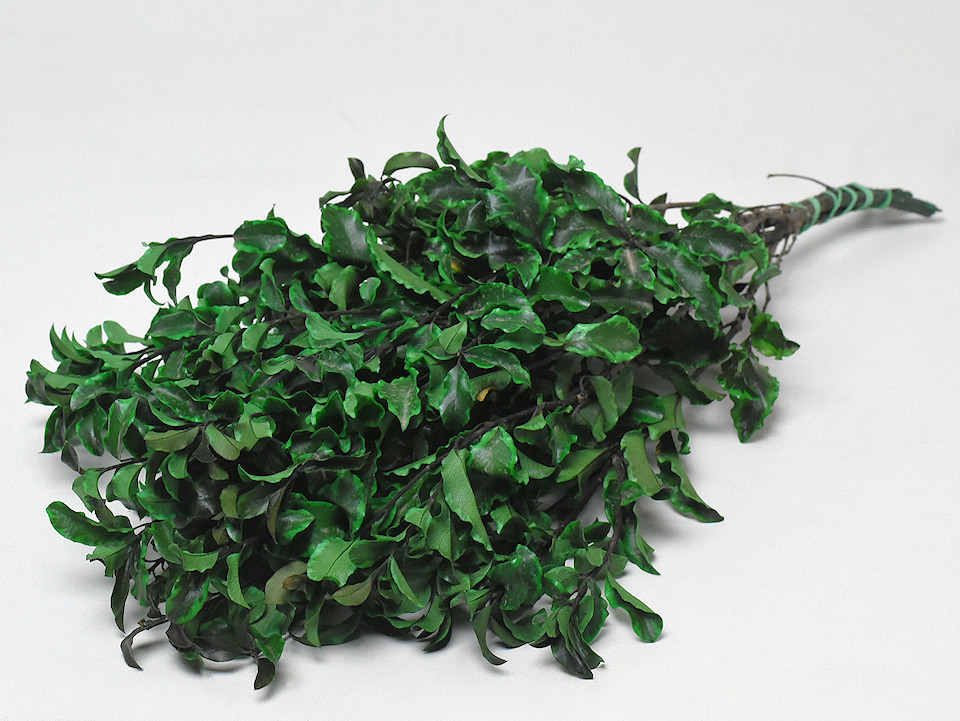 Pittosporum 100gr. 45cm