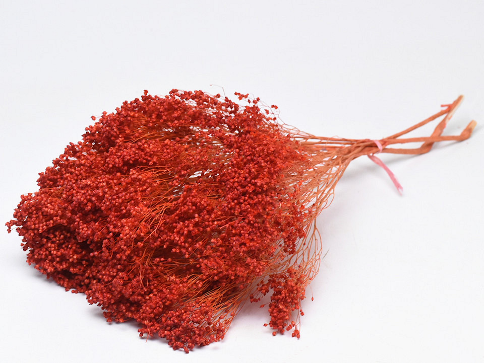 Broom Bloom Red 50cm