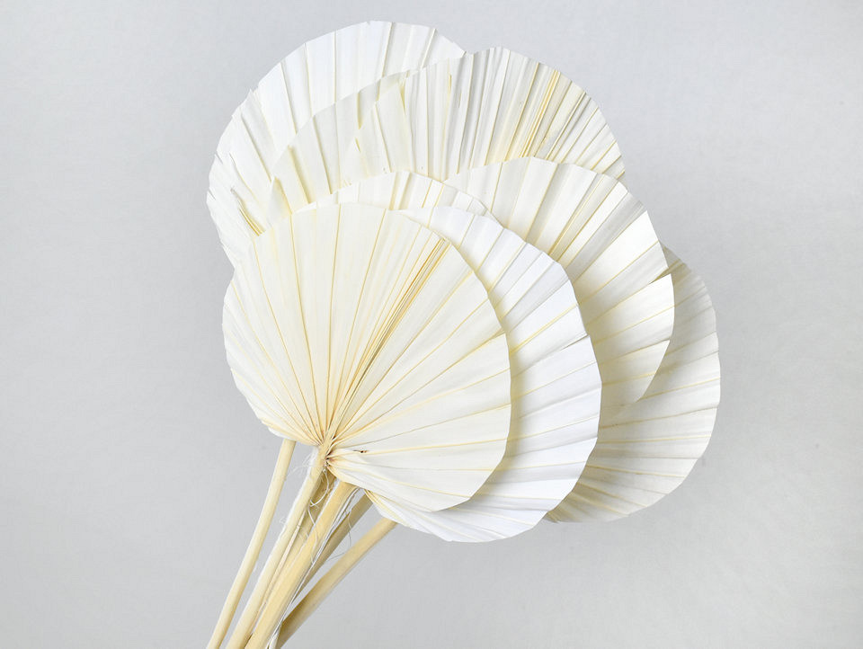 Palm Spear round Bleached 40-55cm 