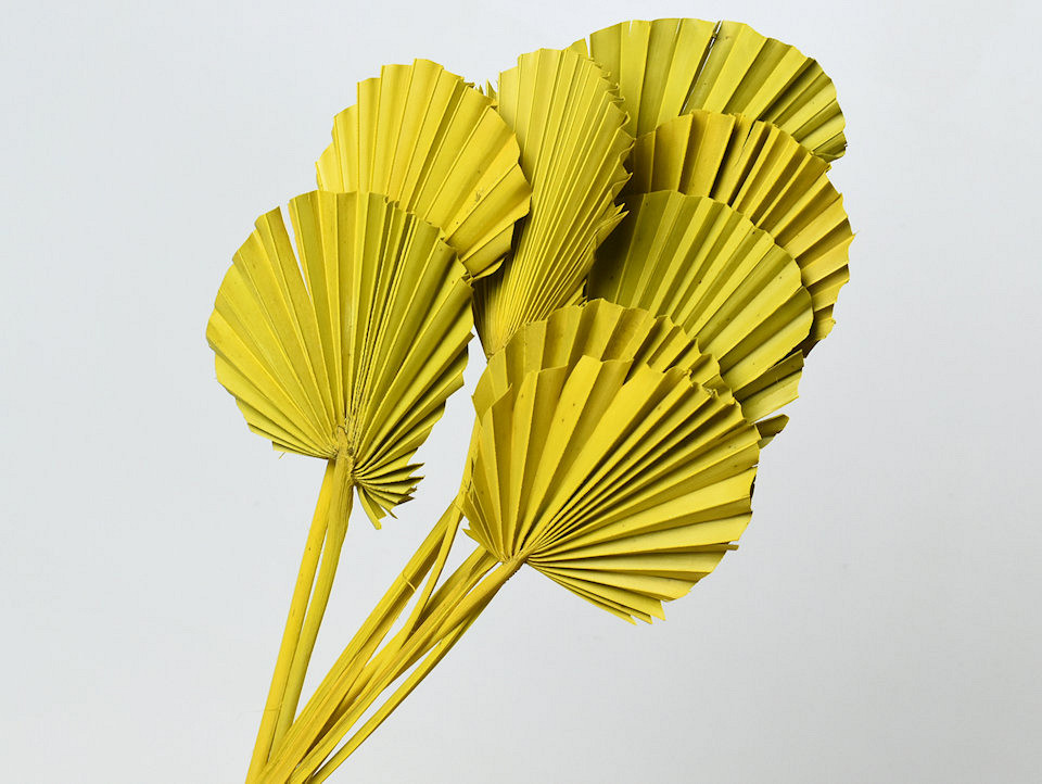 Palm Spear round Yellow 40-55cm 