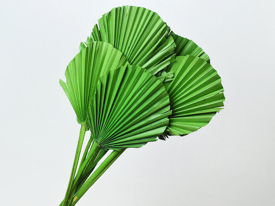 Palm Spear ronde Vert 40-55cm 