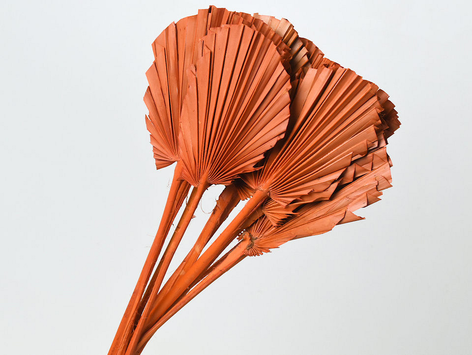 Palm Spear ronde Orange 40-55cm 