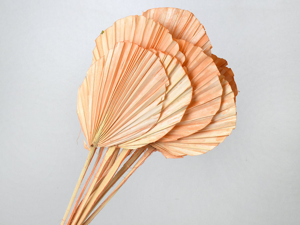 Palm Spear ronde Pêche Pastel 40-55cm 