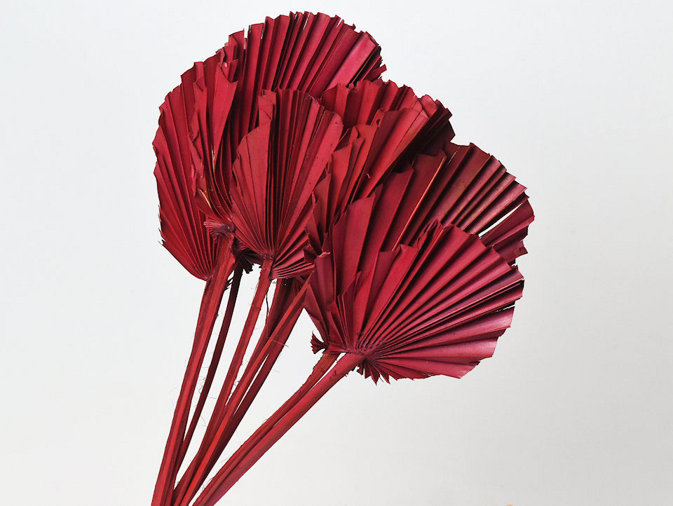 Palm Spear ronde Rouge 40-55cm 