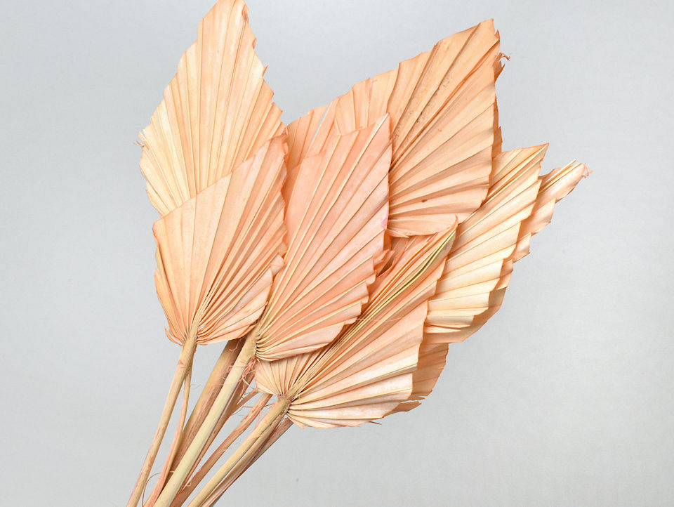 Palm Spear Pastel Peach 40-55cm 