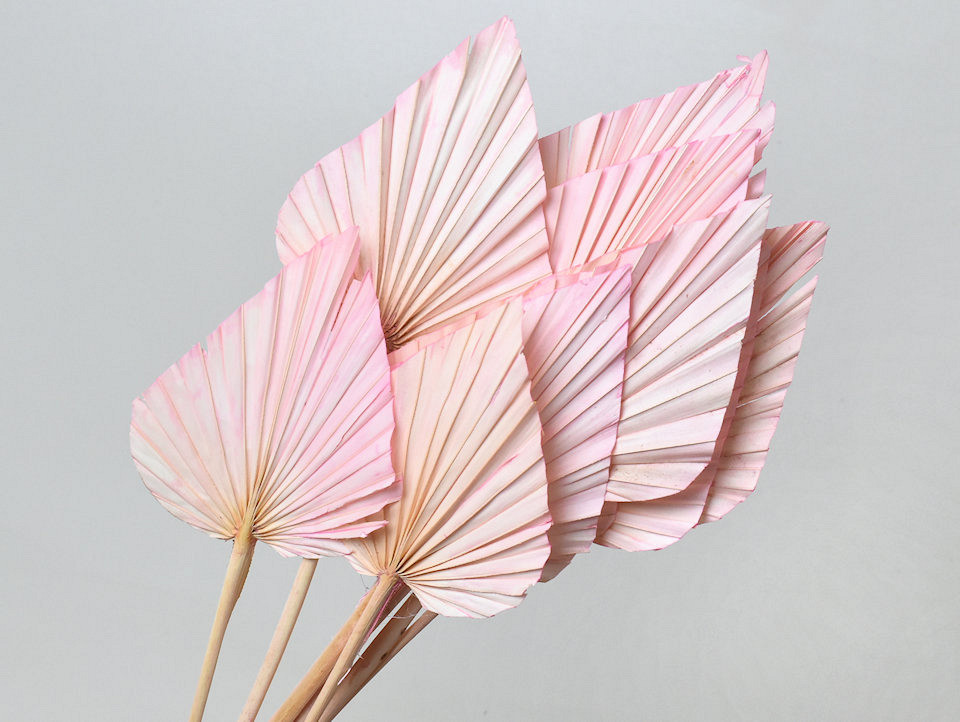 Palm Spear Pastel Pink 40-55cm 