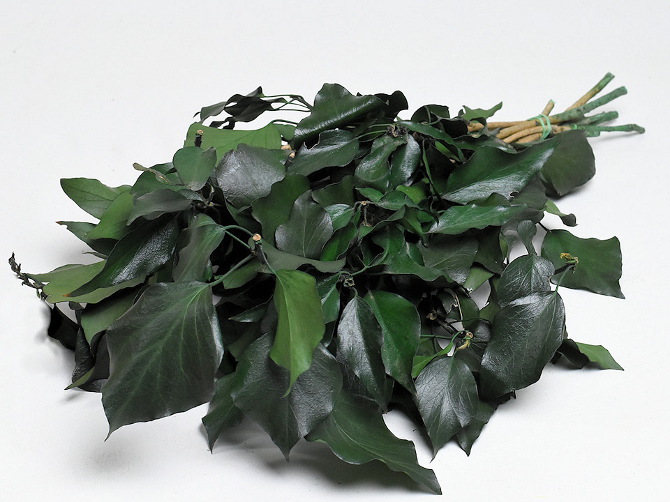 Hedera Klimop Groen 40-50cm