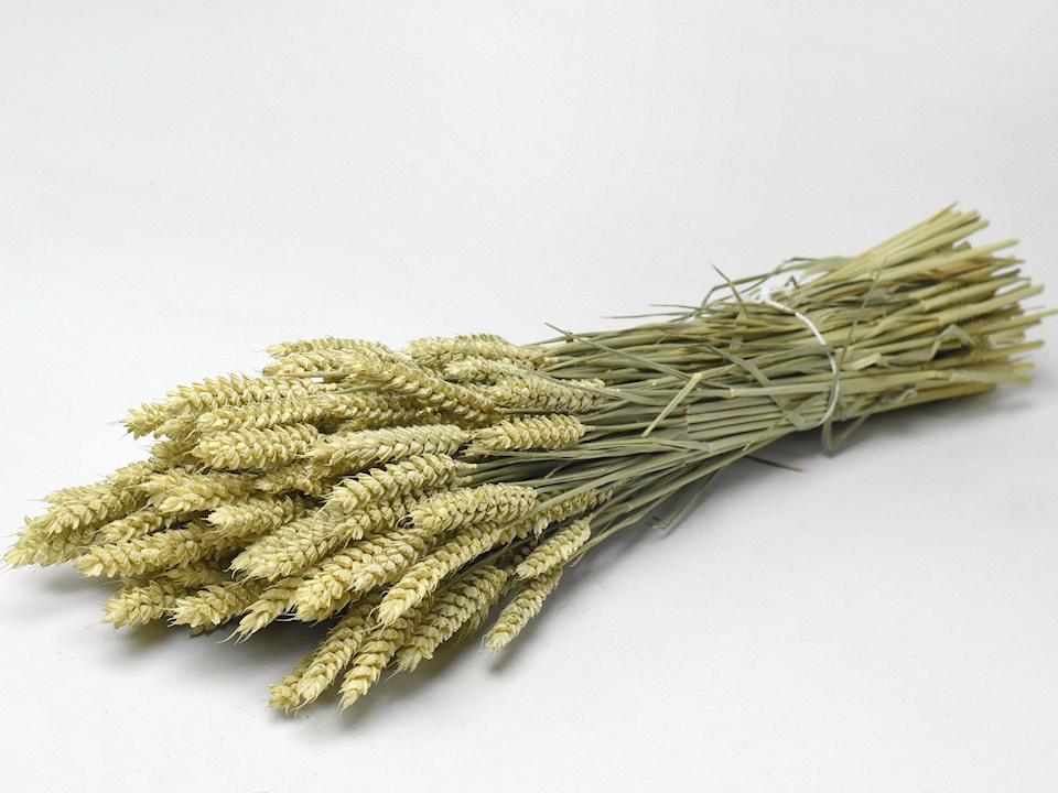 Triticum natural (wheat) 70cm