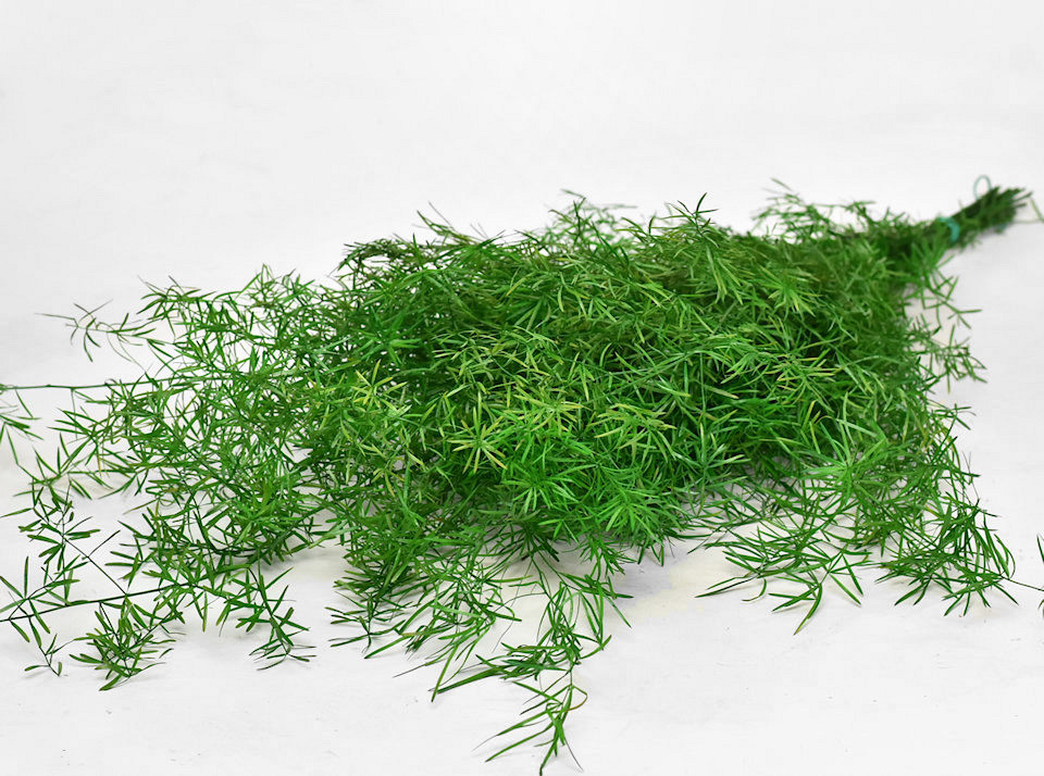 Asparagus Fern H80cm