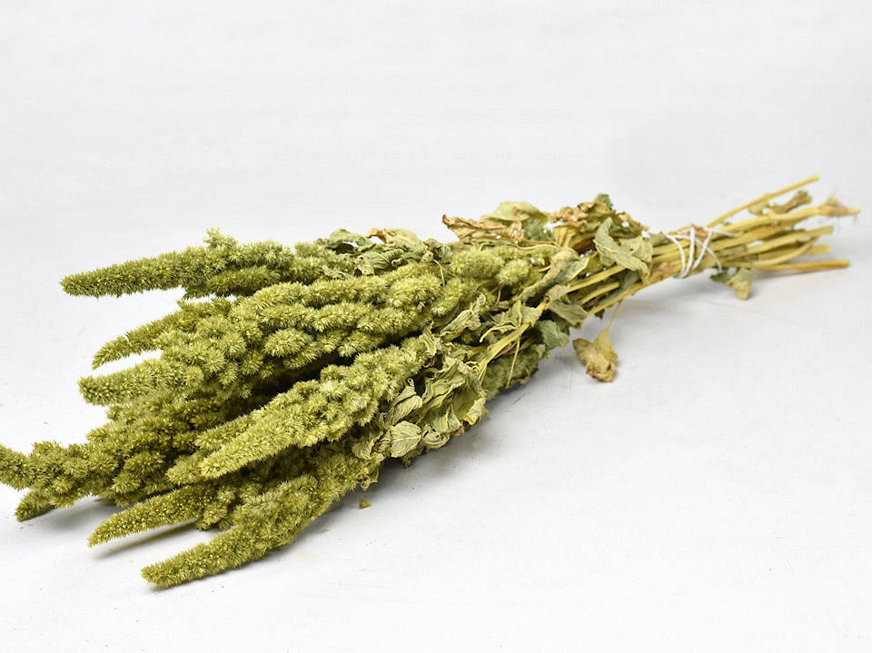 Amaranthus Groen