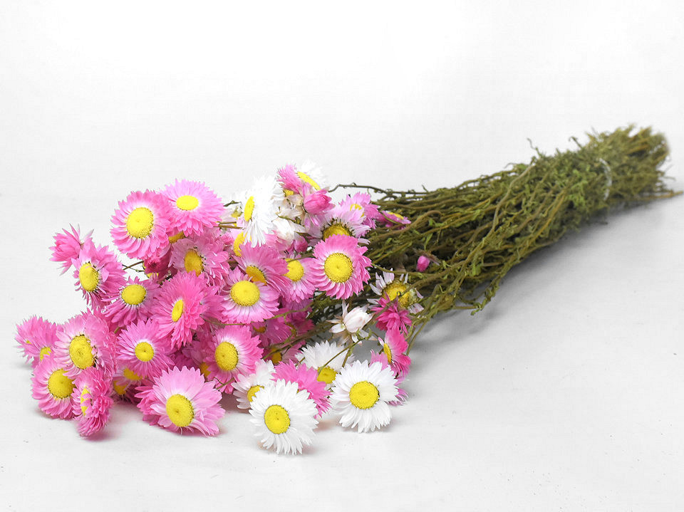 Acroclinium Pink Mix 50cm