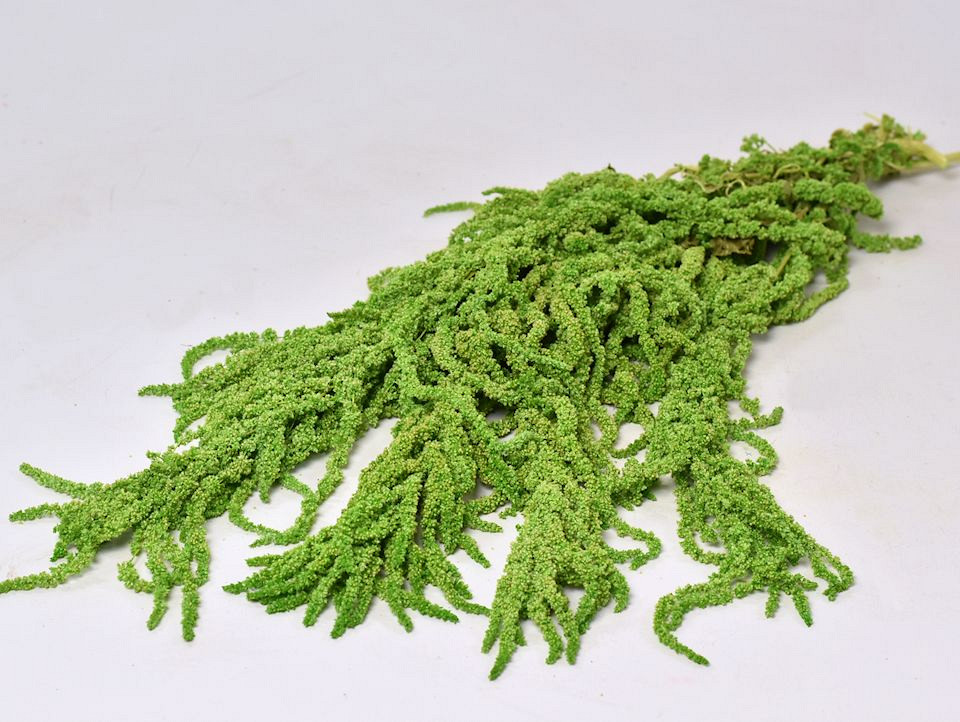 Amaranthus Caudatus Green 90cm