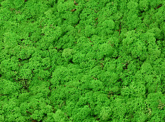 Reindeer Moss Light Green per kg