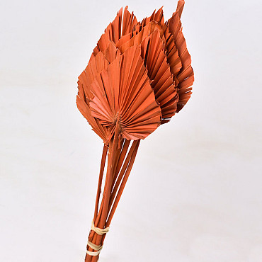 Palm Spear Orange 40-55cm 