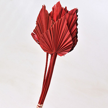 Palm Spear Red 40-55cm