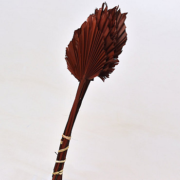 Palm Spear Braun 40-55cm 