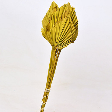 Palm Spear Gelb 40-55cm 