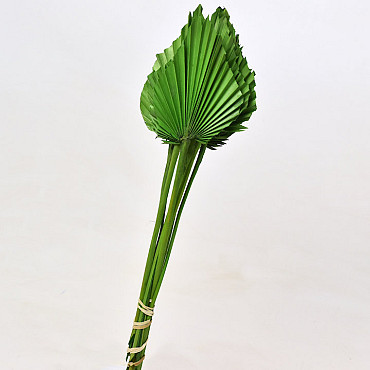 Palm Spear Green 40-55cm 