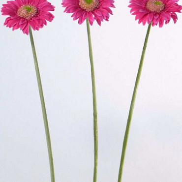 Gerbera 48cm cerise