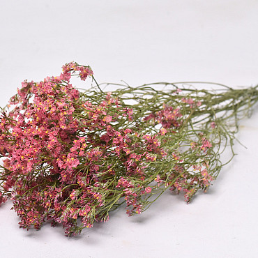 Limonium Koraalroze 70cm