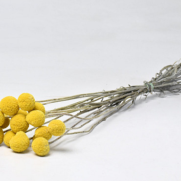 Craspedia Jaune 10pcs 40cm