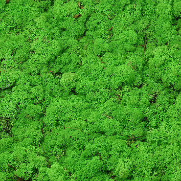 Rendiermos Lichtgroen per kg