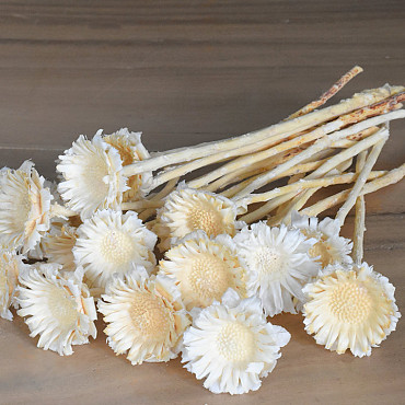 Protea Rosette Bleached 10-Pack