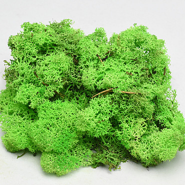 Lichen stabilisé Vert Clair 40gr.