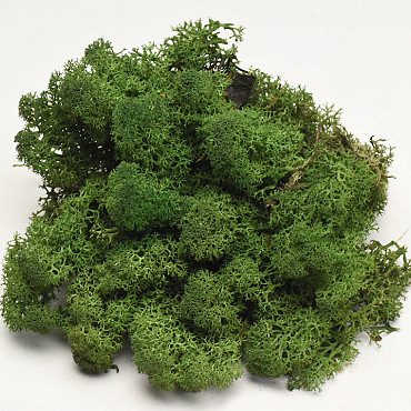 Reindeer Moss Moss Green 40g.