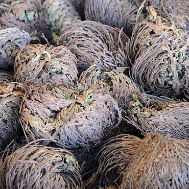 Rose of Jericho L