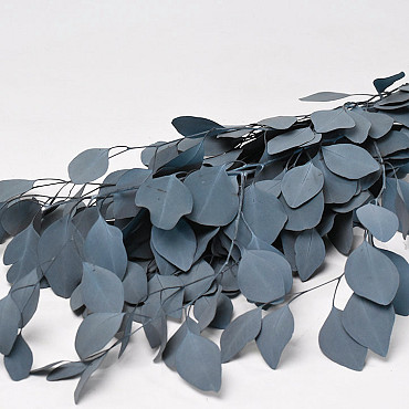 Eucalyptus Populus Blauw-Groen 65cm