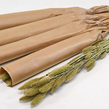 Setaria Wrapped 70cm