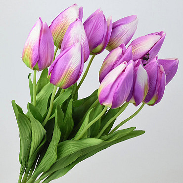 Tulp Lila 50cm