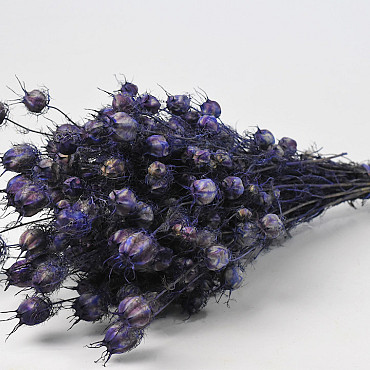 Bouquet Nigella Pourpre 45cm 