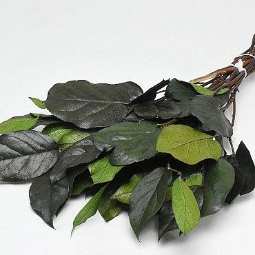 Salal Vert L45cm