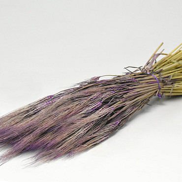 Barley Purple 70cm