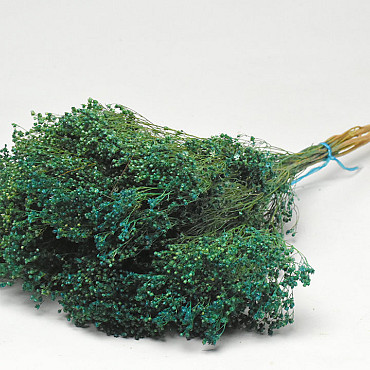 Broom Bloom Emerald Green 50cm