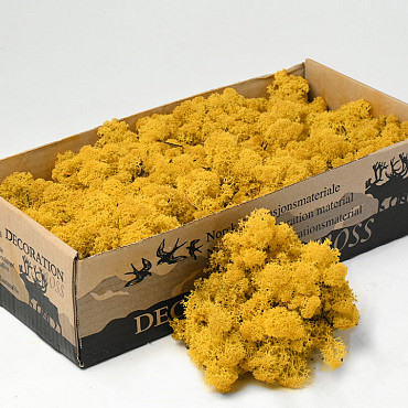 Reindeer Moss Yellow 500gr.