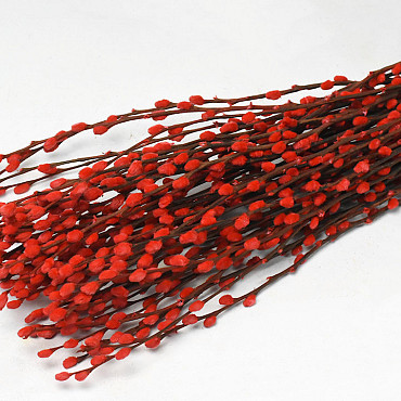 Chatons de Saule 70cm Rouge 50pcs