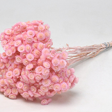 Helichrysum Immortelle 30cm Rosa