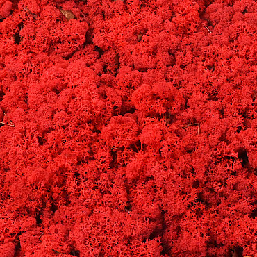 Lichen stabilisé Rouge par kg