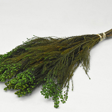 Lanuginosa Green 40cm