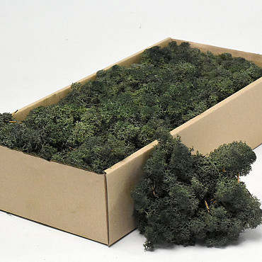 Reindeer Moss Pine Green 500g.