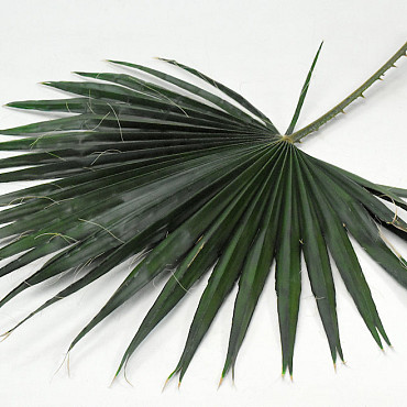 Feuille de Washingtonia 75cm