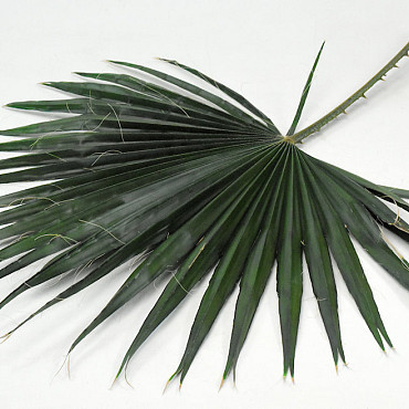 Washingtonia Leaf 75cm