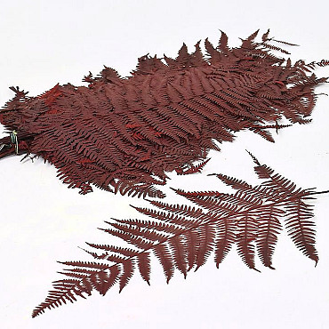 Fern Red 20pcs 40cm 