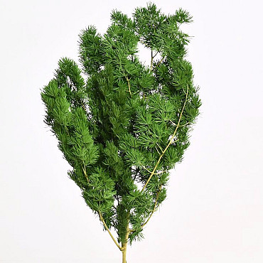 Ming Fern Groen 40cm