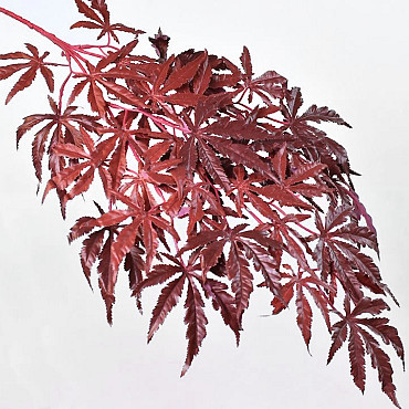 Japanese Maple 70cm Red