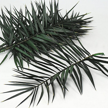 Phoenix Palm Leaf 60cm